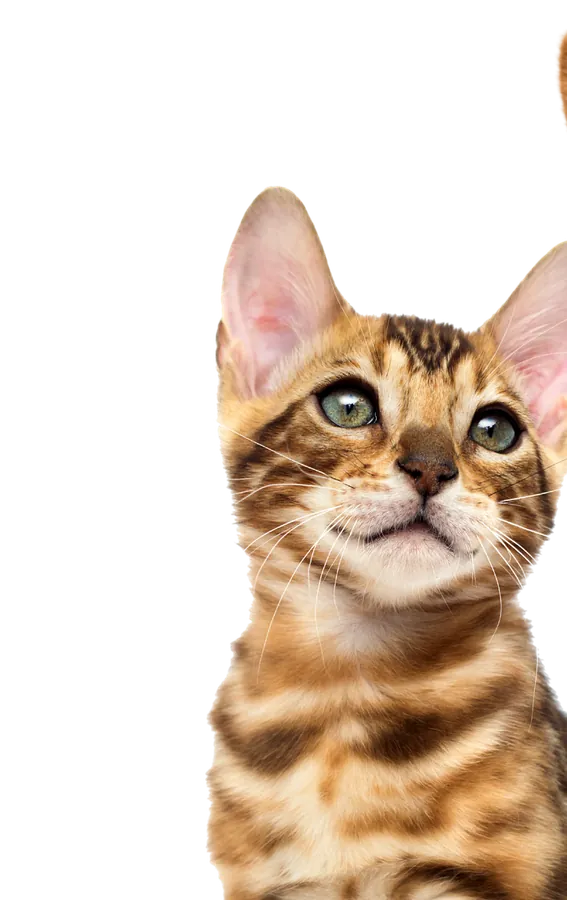 Cat looking at the camera
