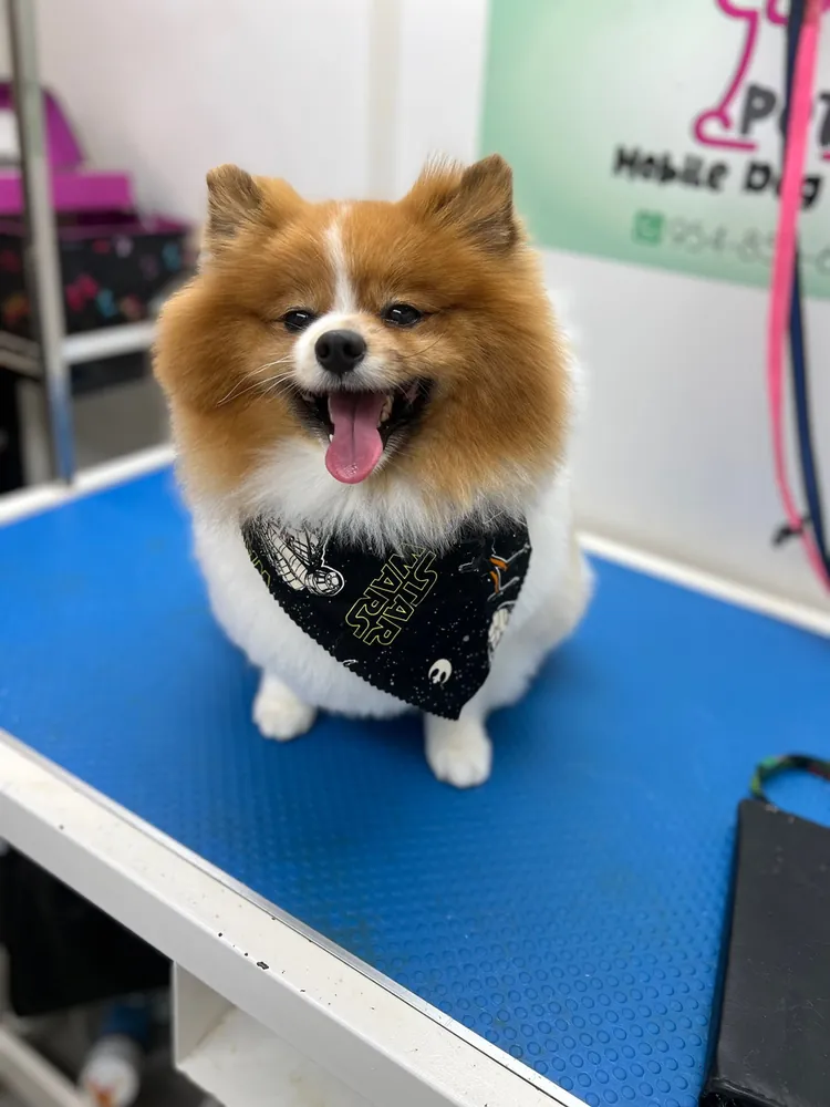 Groomed dog on the grooming table