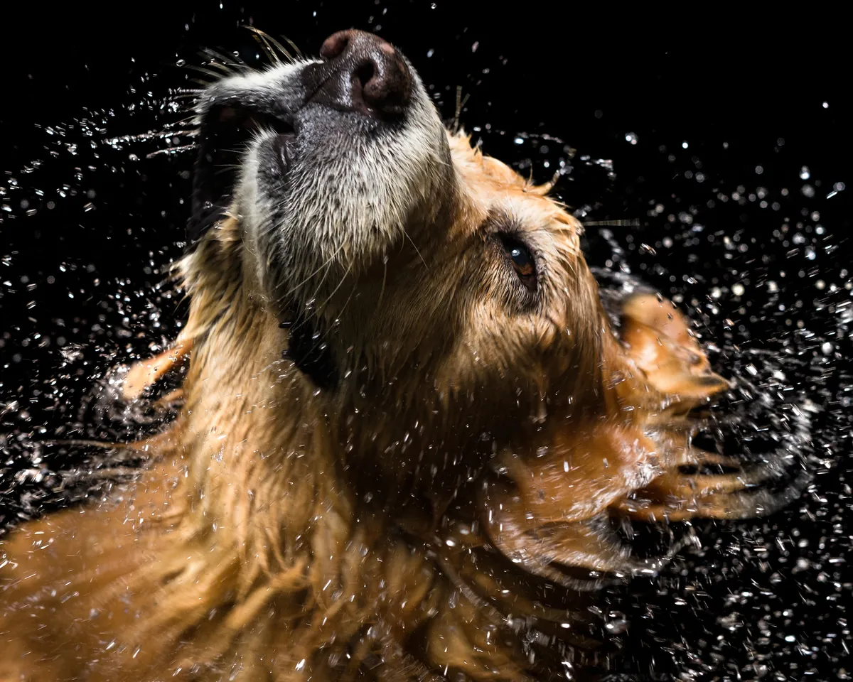 Dog shaking after the bath