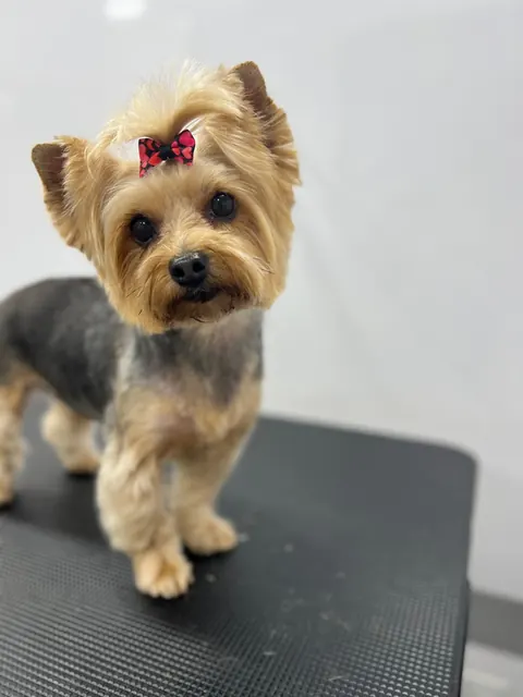 Groomed Yorkshire terrier