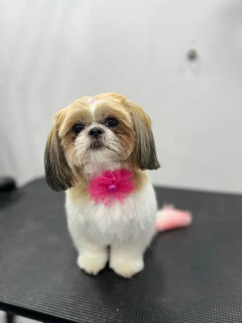 Groomed Shih Tzu with a pink bow