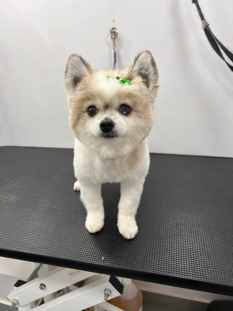 Groomed Pomeranian