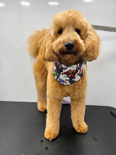 Groomed poodle