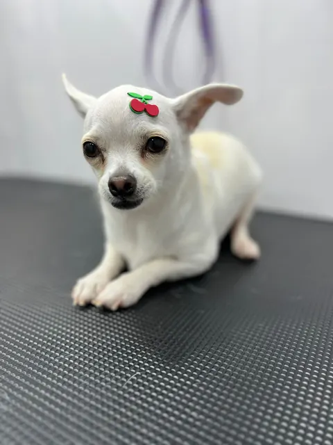 Groomed white dog with a cherry bow