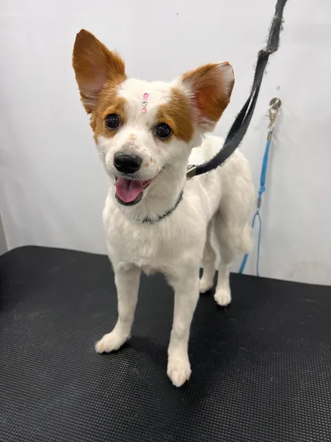 Groomed Jack Russell