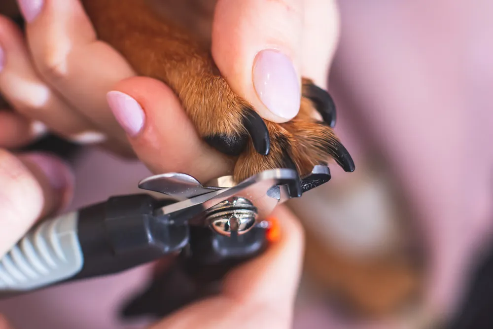 Nail trimming