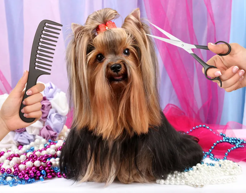 Yorkshire terrier being groomed
